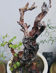 羊蹄甲懒人植物绿植盆景盆栽不死神树关注店铺看每晚8到12直播挑