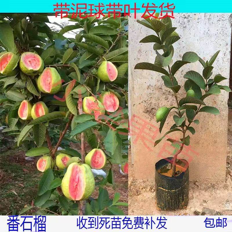 带花四季红肉番石榴嫁接苗胭脂红番石榴树当年结果庭院盆栽种植