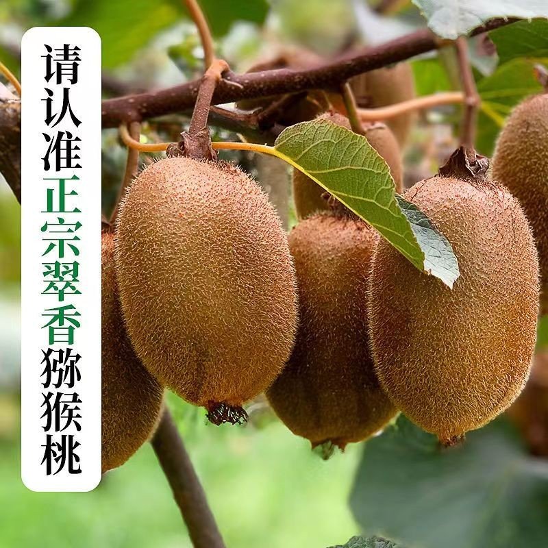 赞小哥陕西翠香猕猴桃当季新鲜水果周至绿心奇异果香甜香甜多汁