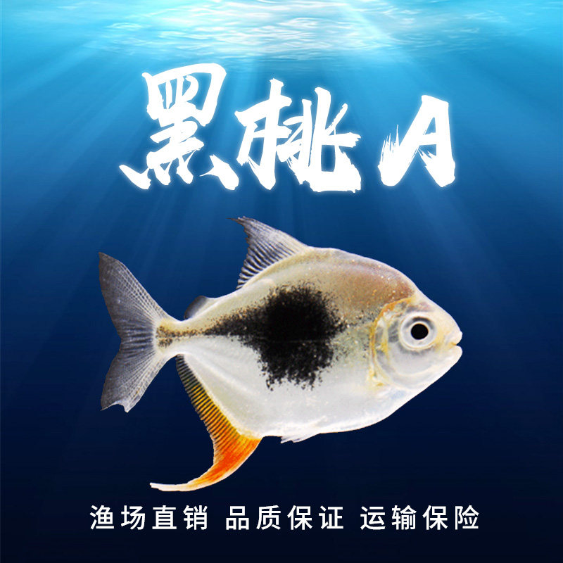 粗线银板鱼黑桃a银板细线银板虎纹银板活体龙鱼配鱼豹点银板鱼