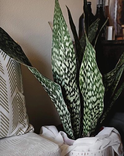 稀有进口虎皮兰 沙漠蝰蛇迪拜兰Sansevieria viper单株一物一拍