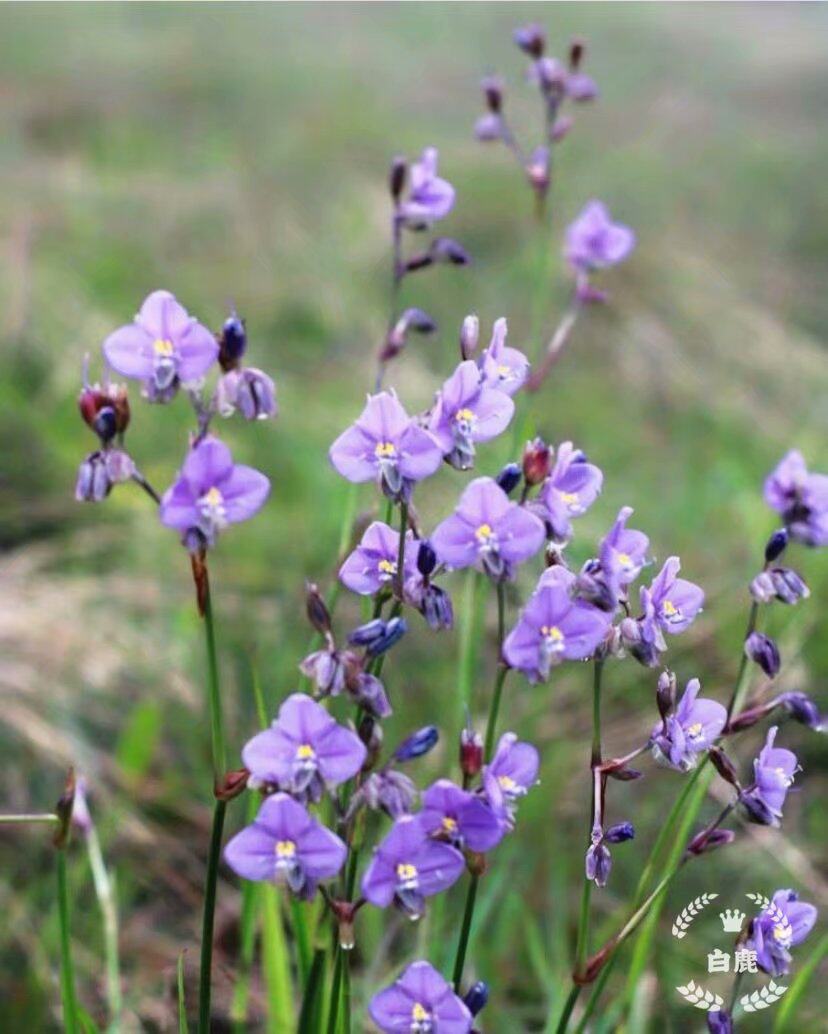 (独家首发)庭院宿根植物 澳洲巨型竹蒿草 giganteum休眠根茎