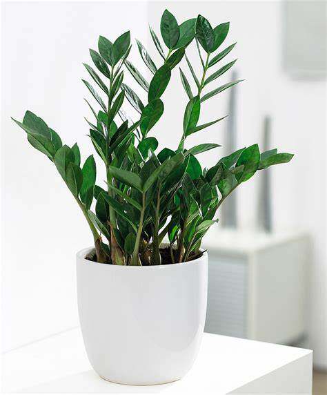 桌面小盆栽 小型雪铁芋 金钱树zamioculcas zamiifolia成株