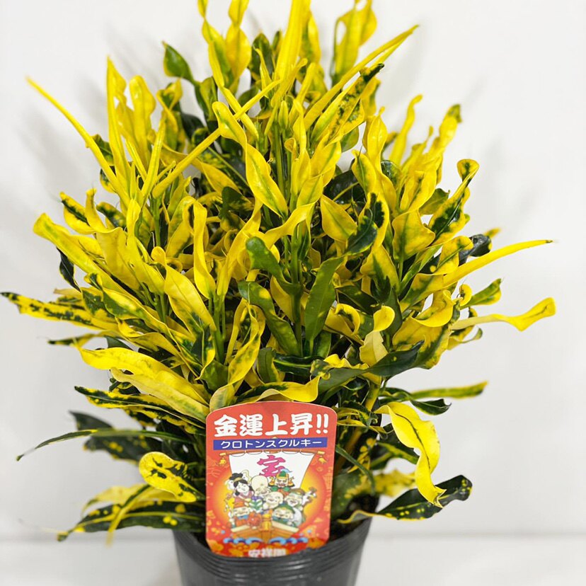 新品进口盆栽 泰国变叶木 香蕉codiaeum banana小盆