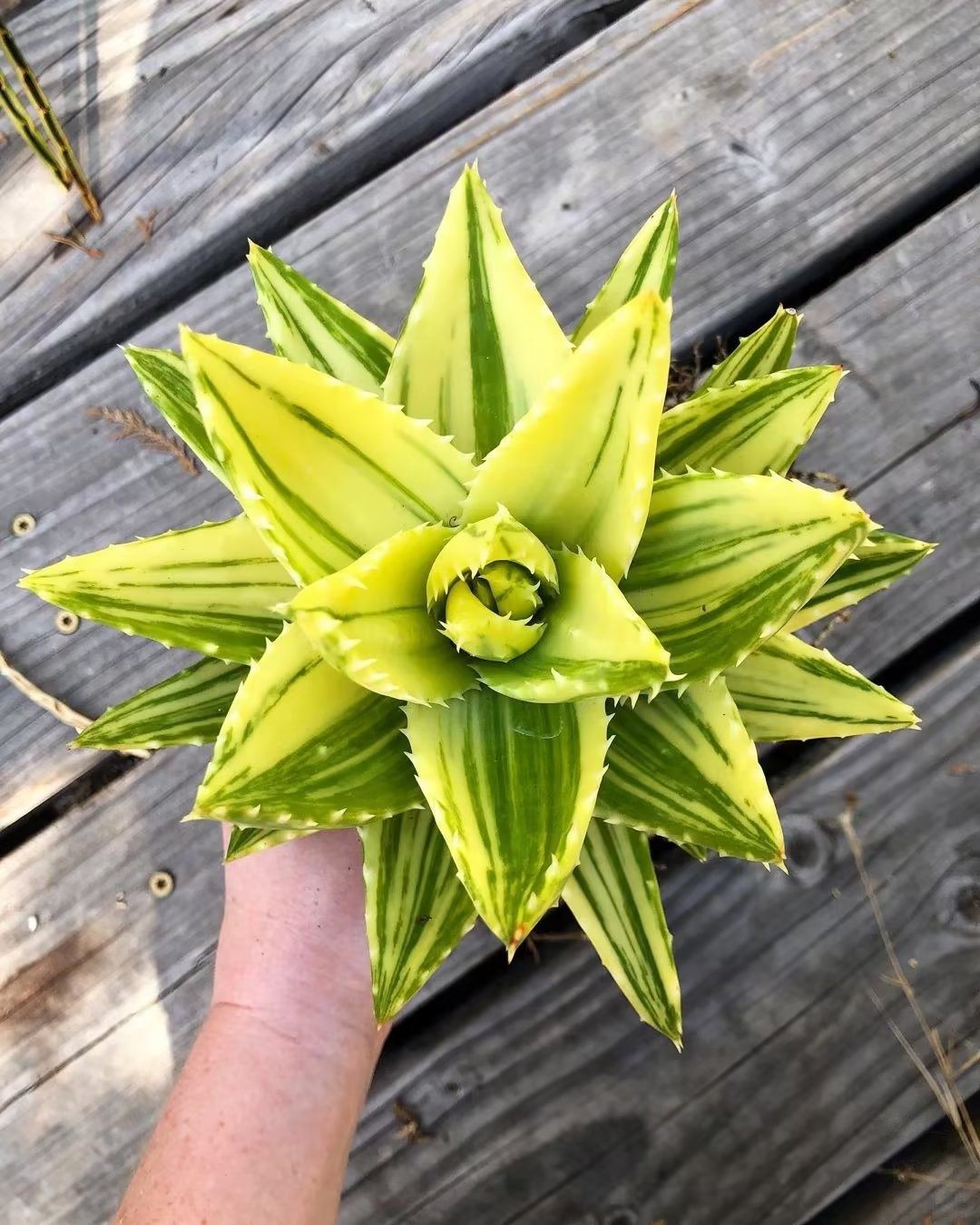 阳台庭院沙漠景观芦荟 不夜城锦 aloe nobilis haw老桩一物一拍