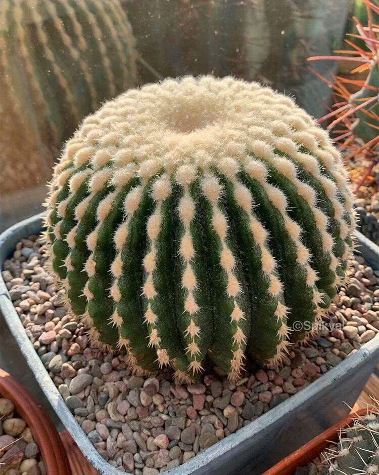 美国裸琥 无刺金琥echinocactus grudonii spineless实生球