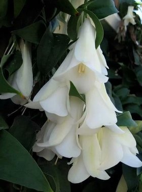 稀有花卉 智利风铃花 白色Lapageria rosea 开花母本