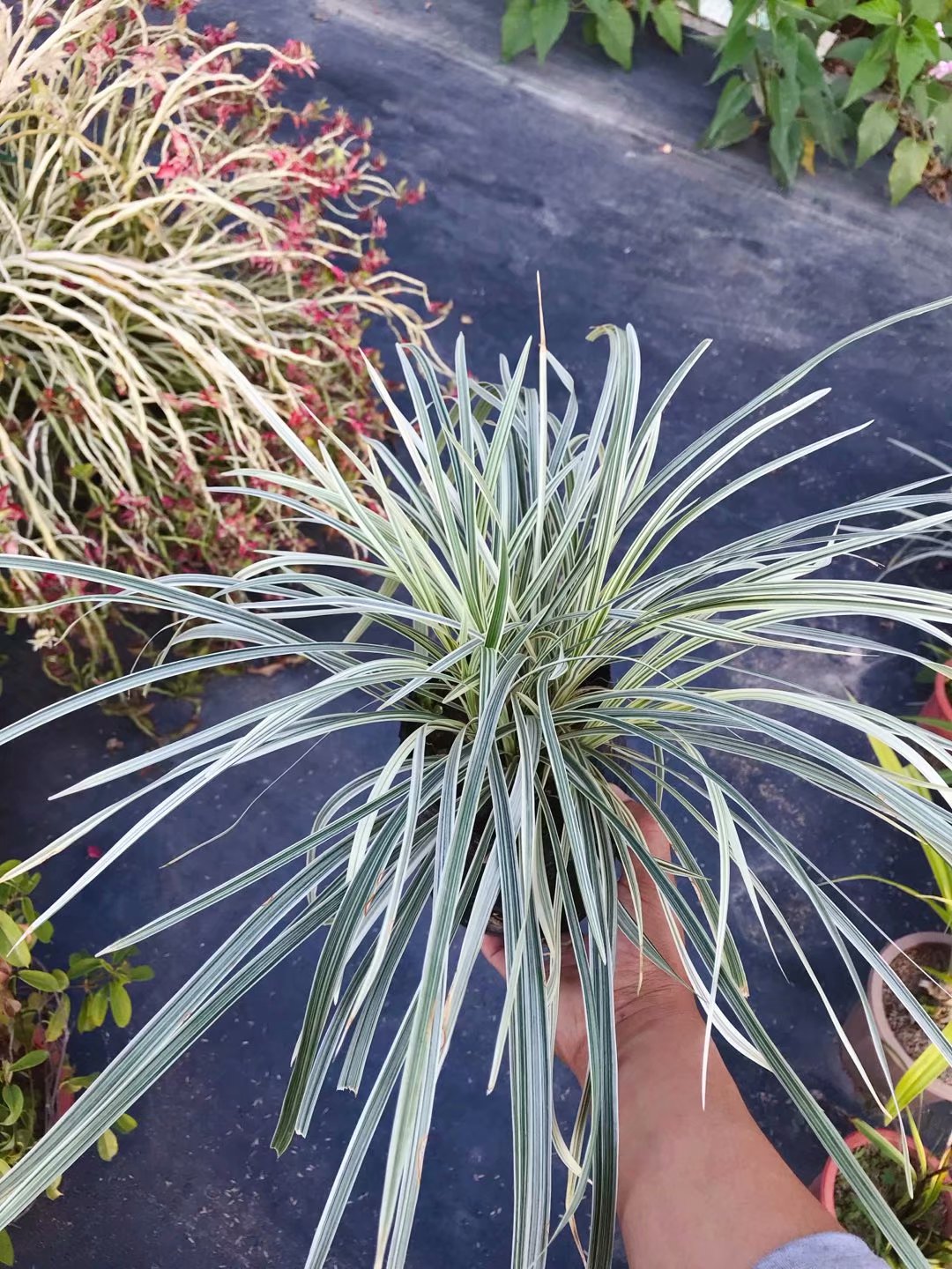 日本斑叶山野草 银边麦冬 白竜ジャノヒゲ.ユリ大盆