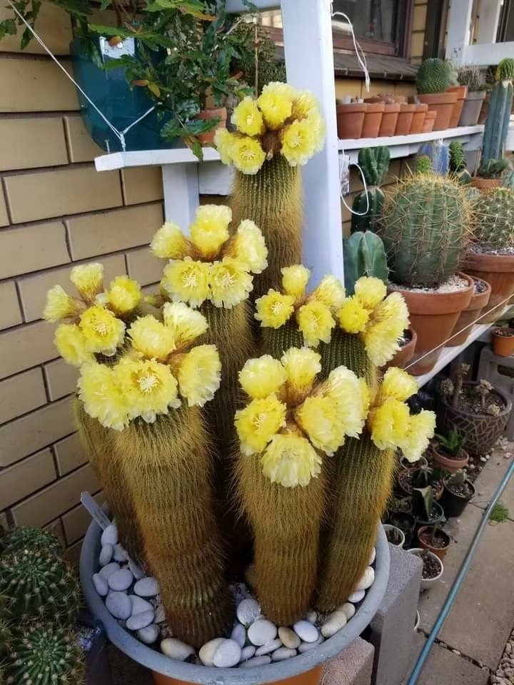 阳台易养仙人球 美洲金晃柱parodialeninghausii大群生