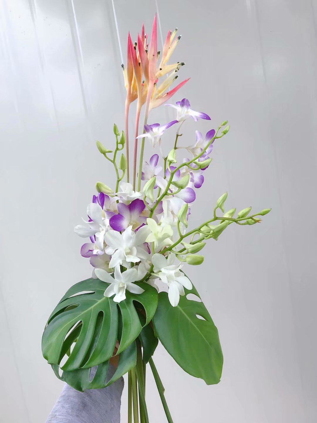 泰国兰花 切花纯白秋石斛兰dendrobium开花株