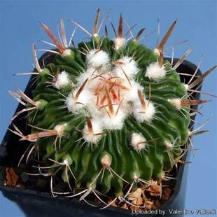 多棱球/雪溪Stenocactus实生球