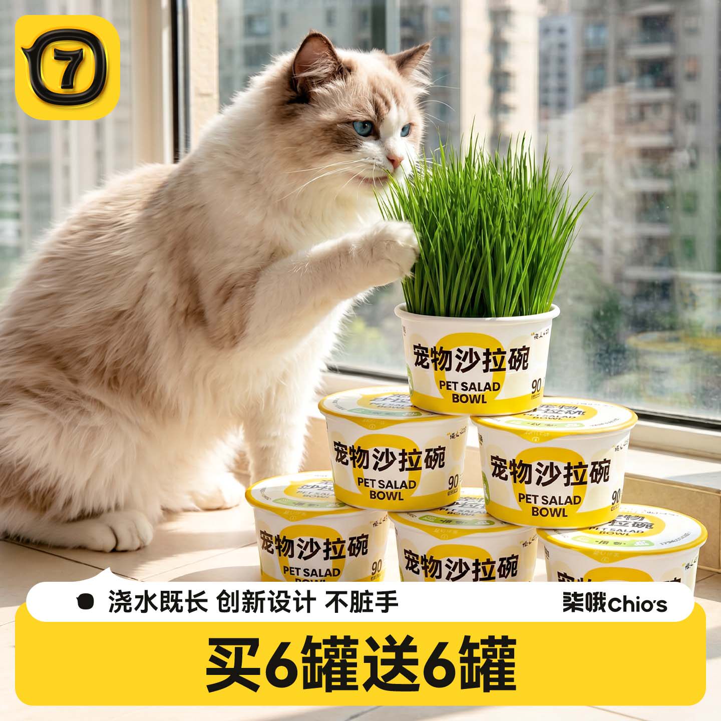 柒哦猫草盆栽懒人泡面猫草去化毛球片水培盒狗自种草猫咪专用零食