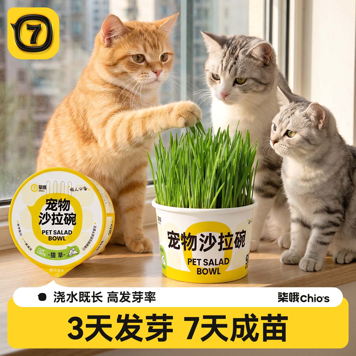 柒哦猫草盆栽懒人泡面猫草专用化毛球水培盒狗自种草猫咪零食冻干
