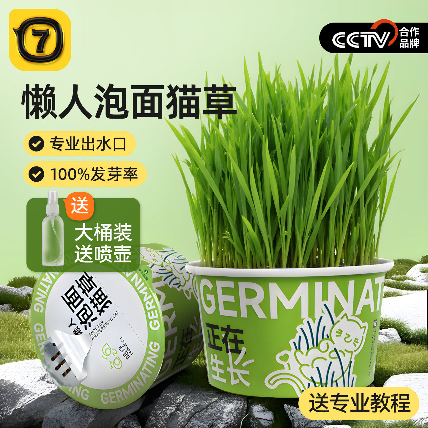 柒哦猫草盆栽懒人泡面猫草专用化毛水培盒狗猫草自种猫咪零食冻干