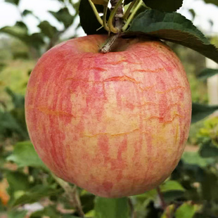 正宗三门峡西张村红富士水裂纹丑苹果现摘现发当季新鲜孕妇水果