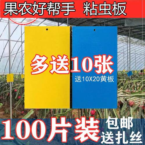 沾小虫子的纸粘虫板果实蝇胶板