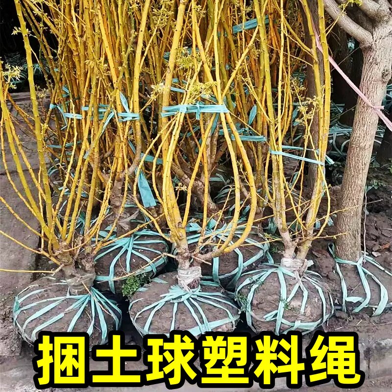捆扎绳困土球塑料绳子撕裂带捆草坪草皮绳打包绿色纸皮移栽苗木树