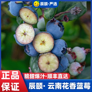 辰颐物语优选云南L25号花香味蓝莓新鲜采摘蓝靛果山茄子顺丰直发