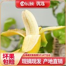 辰颐物语云南威尼斯香蕉5斤14 20根绿皮香蕉自然熟无催熟坏果理赔