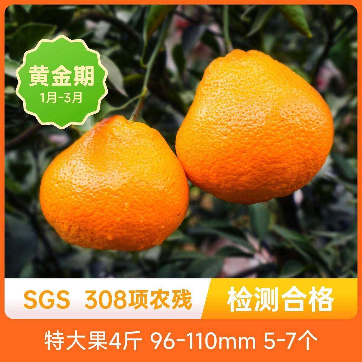 辰颐物语严选春见耙耙柑中果3～4.5斤装新鲜应季水果现摘发坏果赔,水产肉类/新鲜蔬果/熟食,桔子,淘宝优惠券,粉丝福利购,淘宝优惠卷