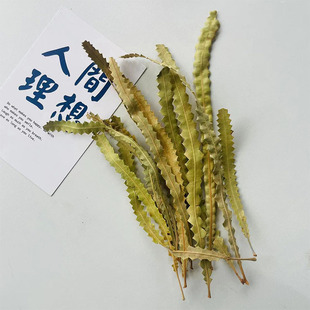 【班克木叶】天然进口植物叶子鱼缸造景植物标本玻璃罩相框diy叶