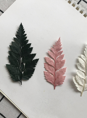 高山羊齿叶  永生花DIY干花相框制作配叶 香薰蜡烛装饰白色厥叶