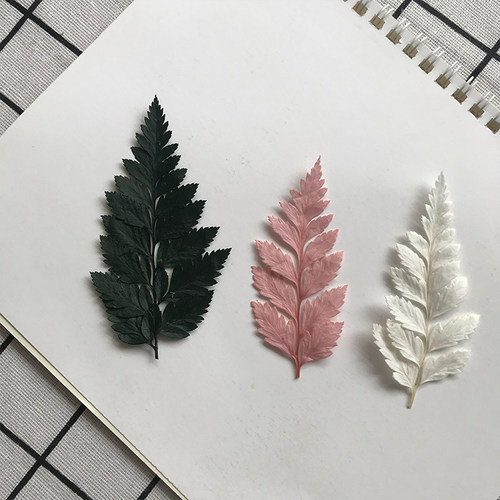 高山羊齿叶永生花DIY干花相框
