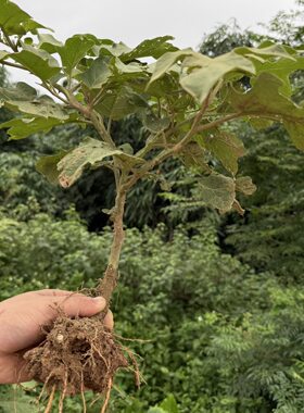 农村野生托鲁巴姆可嫁接的茄子,番茄,人参果,辣椒 现挖现发