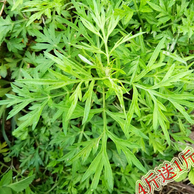 纯ye生新鲜艾叶艾草泡澡驱蚊去湿气青团用糍粑原料500g 三斤包邮