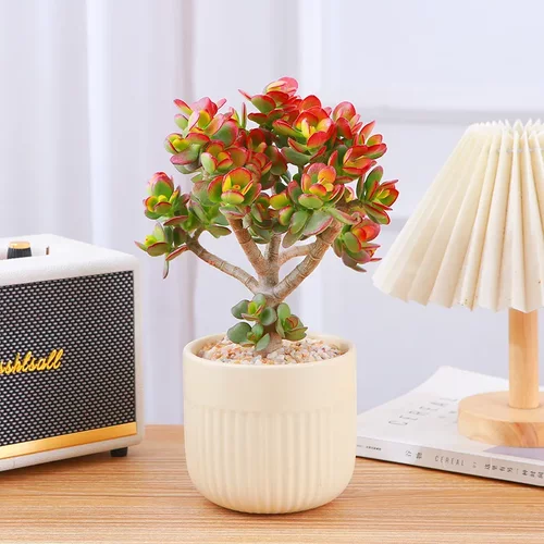 姬红花月玉树老桩盆栽多肉办公室桌面好养活易打理观叶耐旱植物