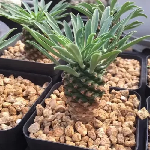 铁甲麒麟单头 裸根发货 尺寸3-5厘米 多肉植物 主要看根部 峨眉山