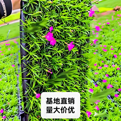 时令草本庭院花卉四季开花