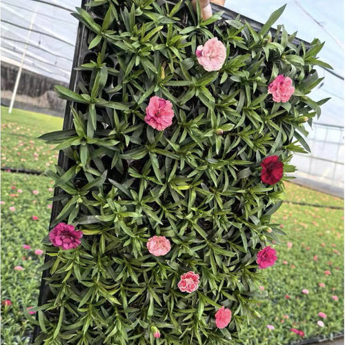 奥斯卡欧石竹穴盘苗康乃馨穴盘苗四季开花耐寒耐旱庭院阳台批发