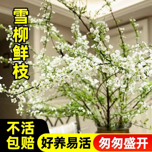雪柳干枝鲜枝水养插花绿植