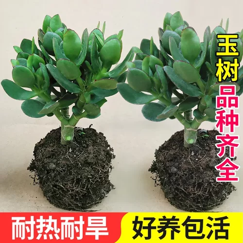 多肉植物玉树盆栽老桩带花卉金枝玉叶大颗姬红花月吸财树室内好养