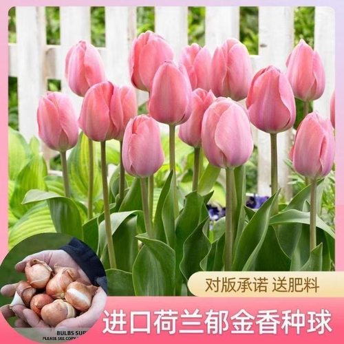 【耐寒】水培荷兰郁金香四季开花盆栽花卉植物客厅绿植花卉好养活