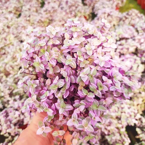 胭脂云多肉植物组合盆栽稀有品种小绿植室内花好养活大株多肉老桩