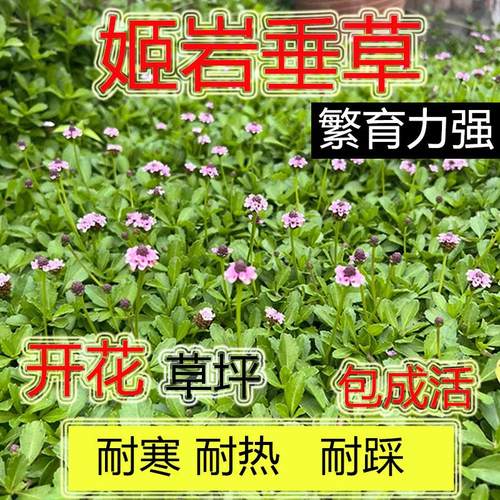 多年生匍匐地被植物耐寒庭院晶草