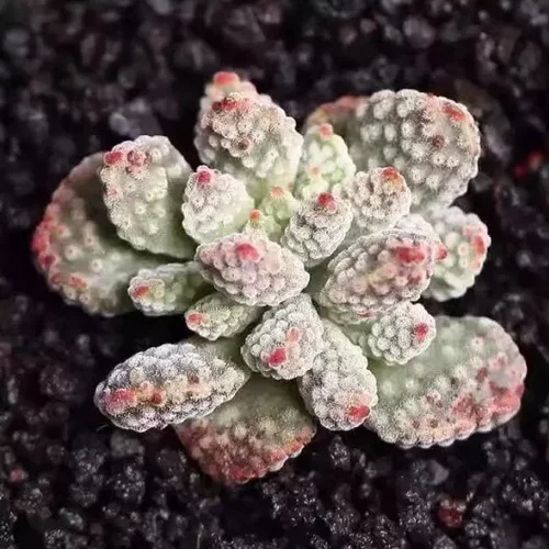 火星兔子多肉植物办公桌面绿植花卉组合室内迷你盆栽新手好养活