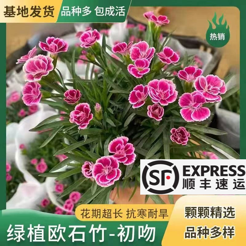 顺丰包邮石柱庭院四季图片