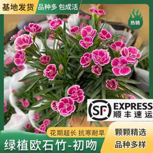 顺丰包邮60盆  初吻欧石竹花苗庭院耐寒草坪多年四季开花工程批发