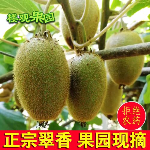 翠香猕猴桃新鲜奇异果正宗孕妇