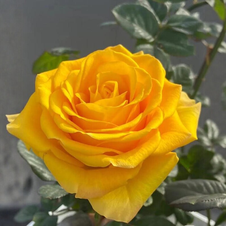 苏格兰黄油玫瑰花月季花苗特大切花盆栽四季灌木庭院阳台花卉植物