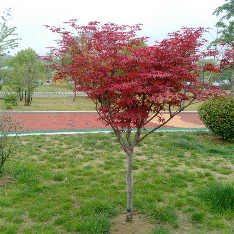 日本红枫树苗红舞姬庭院植物中国红室外美国红枫树苗秋火焰叶盆栽