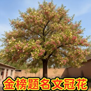 文冠花树苗盆栽地栽文冠盆栽庭院别墅南北方种植文官树四季长青植