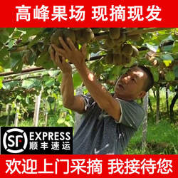 河源和平县下车高峰猕猴桃10斤装徐香红阳红心新鲜奇异果产地直发