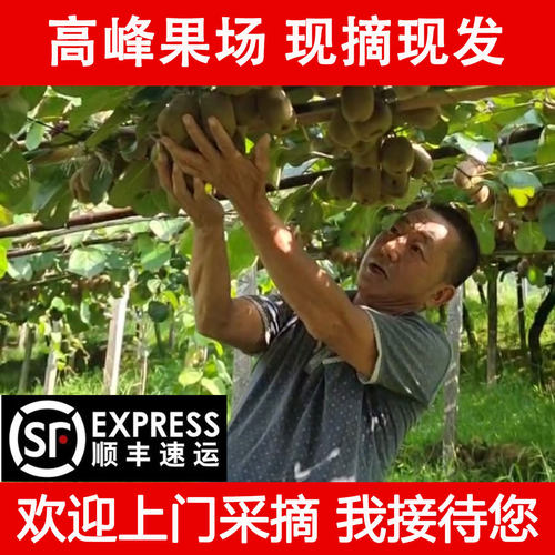 河源红心猕猴桃产地直发顺丰包邮