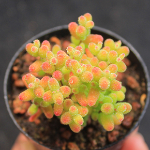 【金桔糖球枝干番杏】多肉植物一物一拍老桩造型群生状态满25包邮