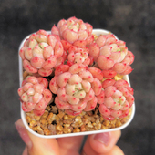 包邮 多肉植物多头群生一物一拍花卉盆栽满25 红秀娘 可爱泡泡