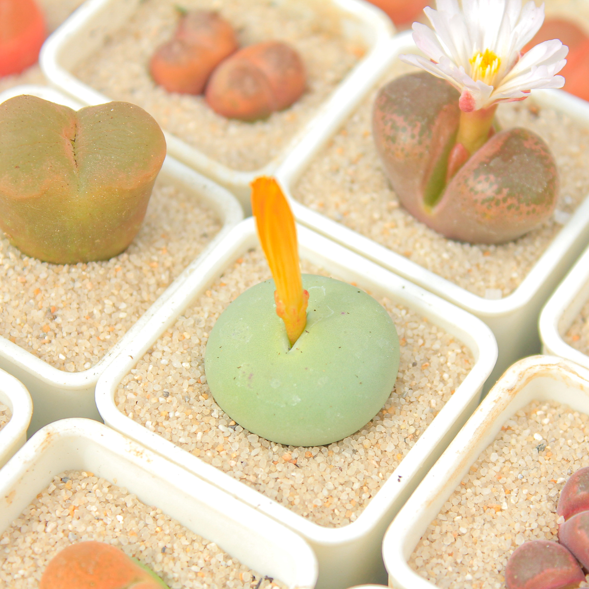 肉锥多肉植物一物一拍好养风铃